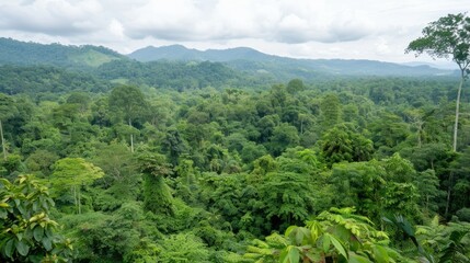 lush tropical rainforest, with dense canopy covering the landscape