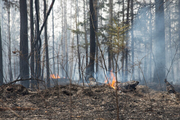 Forest natural uncontrolled fire. Ashes, fire and charred trees with smoke and smog in the thicket...
