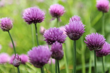 beautiful blooming chives with purple flowers and a green background in a vegetable garden