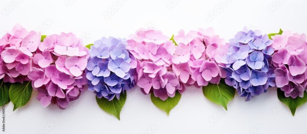 Poster A copy space image of hortensia flowers set against a plain white backdrop