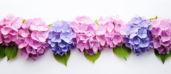 A copy space image of hortensia flowers set against a plain white backdrop