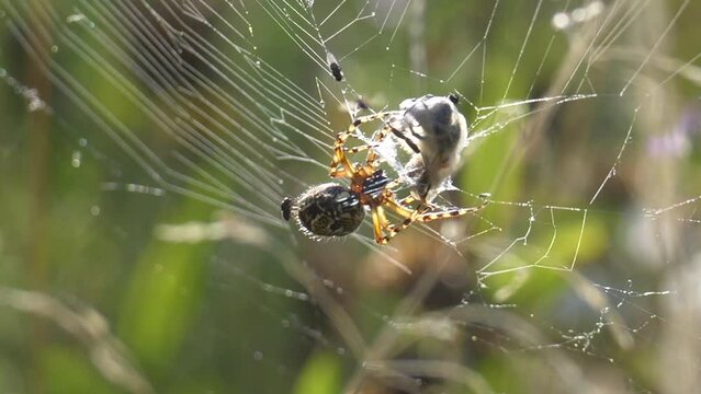 Closeup footage of an oak spider wrapping a bee prey in silk on a sunny day with blur background