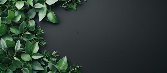 Minimal concept green leaves frame Flat lay photo of a green leaf Frame of the leaves. copy space available