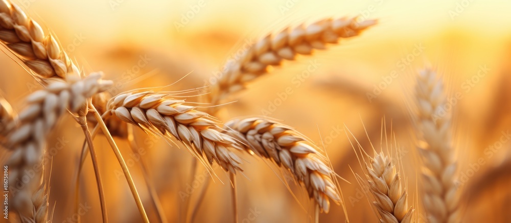 Poster Harvesting season concept Macro shot of golden wheat ears at large cultivation field in soft orange midday light Background close up copy space for text