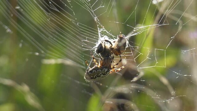 Closeup footage of an oak spider wrapping a bee prey in its web in the field on a sunny day