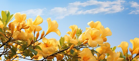 Allamanda cathartica or golden trumpet flowers on tree in the field blooming against blue sky...