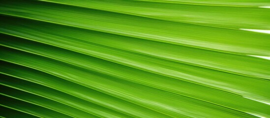 A detailed shot of the texture on a large palm leaf with ample space for adding text or graphics
