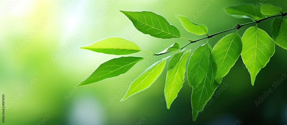 Poster Closeup nature view of green leaf on blurred greenery background in garden with copy space for text Natural green plants landscape background wallpaper Ecology fresh concept Green leaves frame