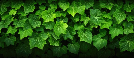 Closeup of bunch of wild grapevine leaves in bright sunlight Green living fence overgrown with climbing plant Fresh luxuriant foliage texture. copy space available