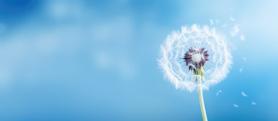 a close up of a bright dandelion with a blurry blue background. copy space available