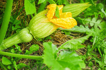 young plant butternut squash on an organic farm