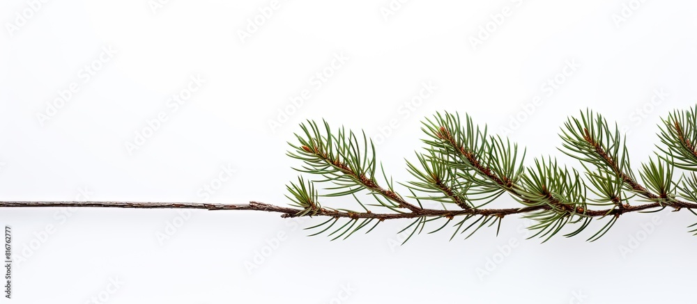Poster pine branch isolated on white background. copy space available