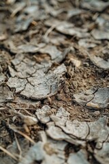Detailed close up of a piece of dirt on the ground. Suitable for environmental or nature themes