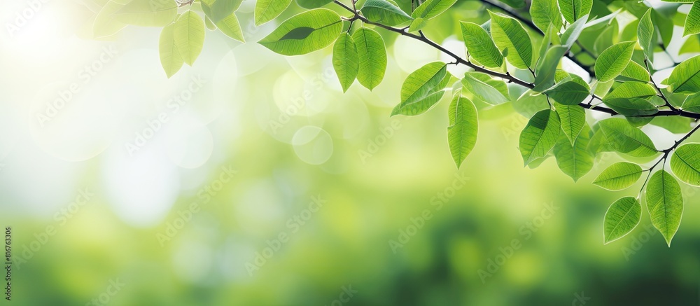 Aufkleber the alluring scenery of vibrant green leaves stands out against the blurred greenery sky backdrop in