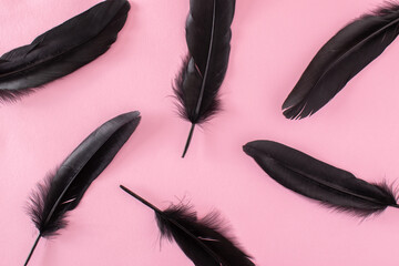 Black feathers isolated on a pink background. Creative idea.