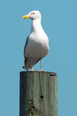 a seagull is perched on a wooden pole against the blue sky