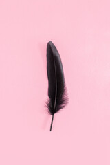 Black feathers isolated on a pink background. MInimal composition with copy space.