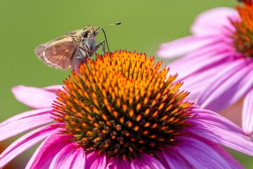 a bug on top of some purple flowers and a yellow butterfly