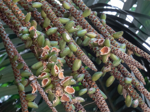 Howea forsteriana or Kentia palm fruits closeup.