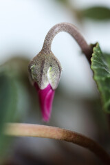 Close up of a pink cyclamen flower (Cyclamen persicum)