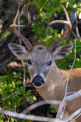 a deer is in the woods looking over at the camera