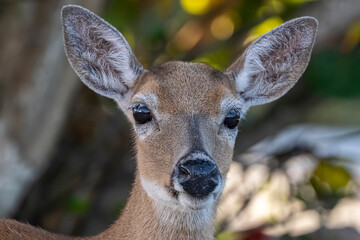 a very pretty deer with big eyes in the grass field