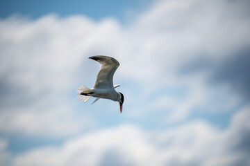 a seagull flying through the sky above clouds and sky