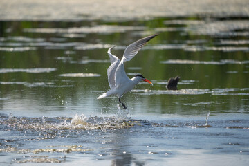 White seagull perched on the sandy beach with an aquatic fish clenched in its beak