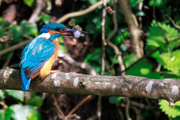 Adorable kingfisher with fish on the branch