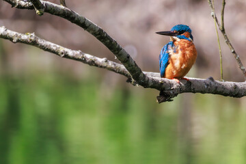 Naklejka premium Kingfisher on a thin tree branch in a lush, grassy field