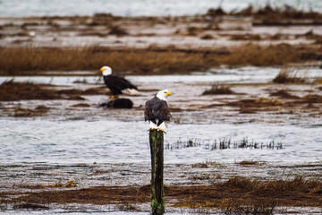 two bald eagles are perched on top of post in the river