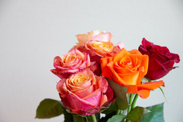 色とりどりのバラ