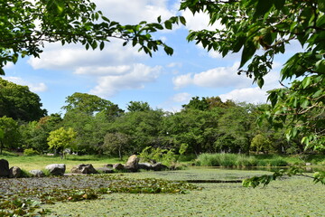 Scenery of a pond with floating aquatic plants, trees and blue sky