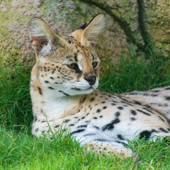 Closeup of a serval (Leptailurus serval) sitting on green grass