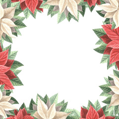 Fototapeta premium Poinsettia flowers with leaves. Christmas frame square, vintage. Hand drawn watercolor illustration traditional plants for winter background. Isolated template for card, invitation, New Year, print.