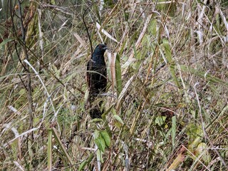 Black bird is perched atop a verdant field of tall grass, its wings spread out to bask in the sun