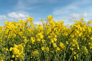 Close up shot of a blooming bright yellow canola field under a blue sky