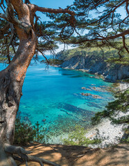 Tranquil cove on a sunny day in a coastal forest, midday