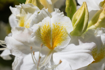 Nature background with white azaleas
