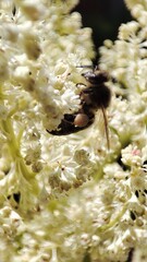 Trying to catch bees macro 