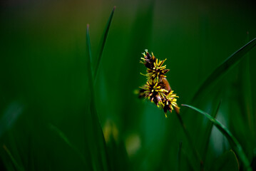 a single yellow flower standing out from the grass on a green background