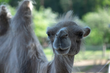 Fototapeta premium two camels in the shade one looking at the camera