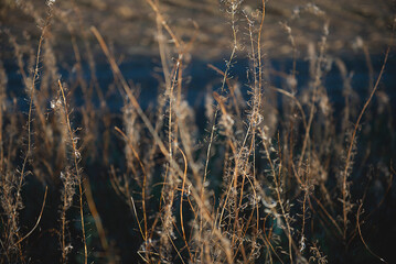 tall grass growing on side a body of water near a beach