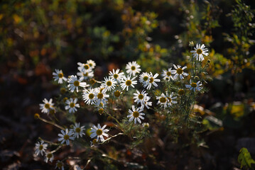 some flowers are growing out of the ground with leaves on it