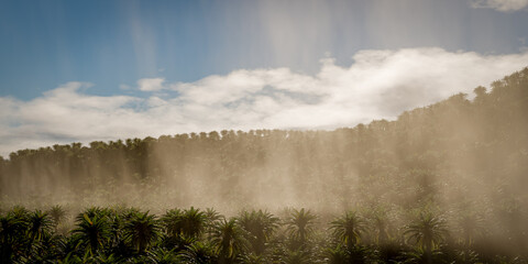 fog rises from the rainforest on a sunny morning - 3D Illustration