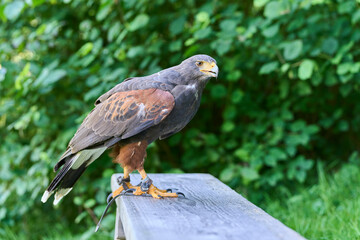 Majestic hawk perched atop a wooden park bench.