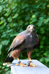 Majestic hawk perched atop a wooden park bench.