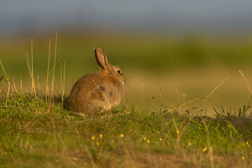 Closeup of a cute rabbit sitting in a meadow and relaxing