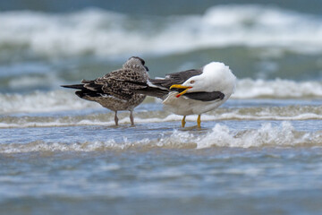 Closeup of two seagulls on the beach