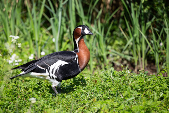 Side view of a Red Breasted Goose ( Branta ruficollis).